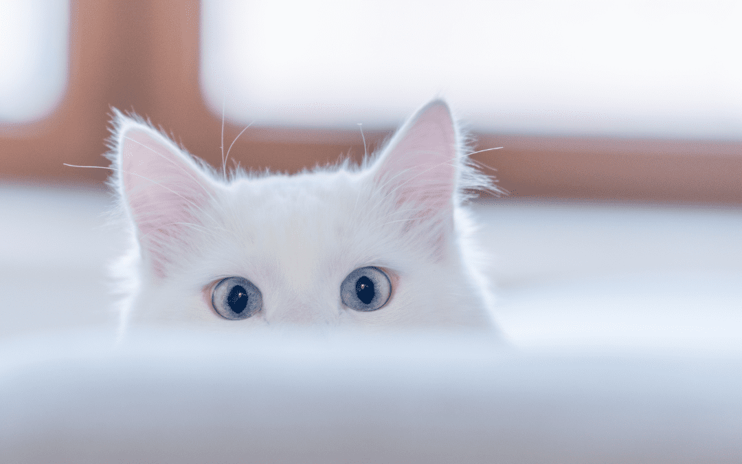 Responsive Design Trends for Creative Portfolios